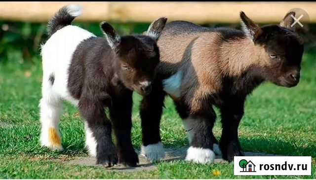 Камерунские козлята Дмитров - изображение 1