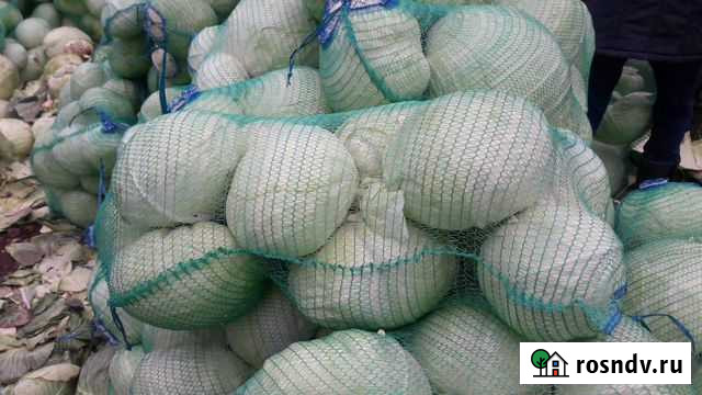 Капуста оптом сорт Леннокс Городище - изображение 1