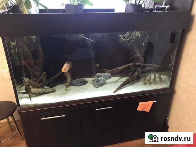 Аквариум (банка) 600 литров с тумбой Ярославль - изображение 1
