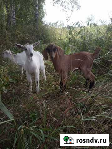 Породистые козлики Екатеринбург - изображение 1