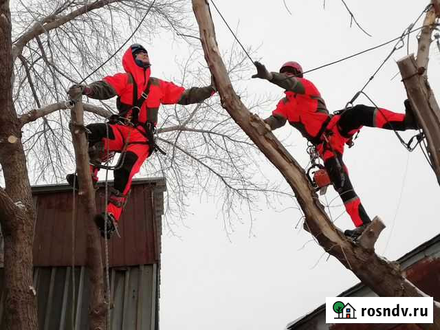 Спил, обрезка деревьев Самара - изображение 1