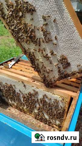 Мёд сезон 2021г с личной пасеки 3л банка, стекло Севастополь - изображение 1