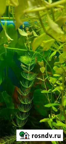 Аквариумные креветки черри, роголистник Одинцово - изображение 1