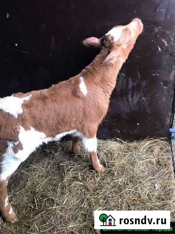 Телята, бычки от частной фермы Новозавидовский - изображение 1