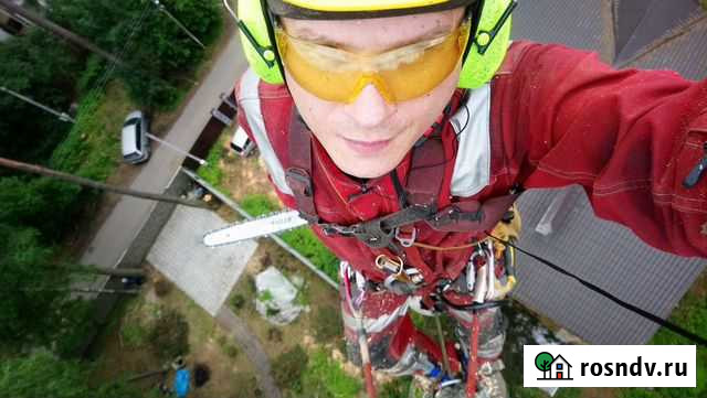 Спил деревьев. Удалить дерево. Срубить дерево Москва - изображение 1