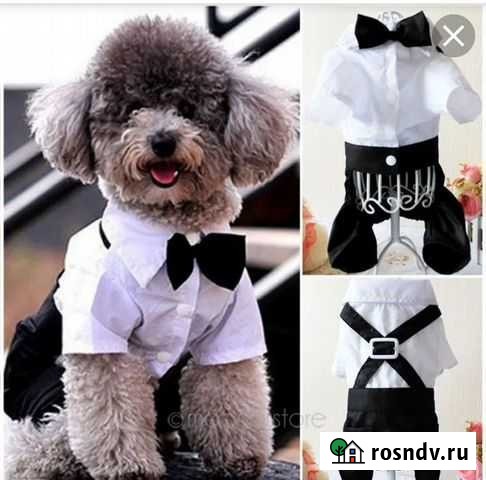 Комбез для собаки мелкой породы Чебоксары - изображение 1