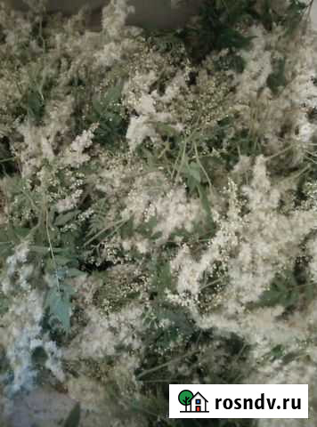 Лечебные травы Смоленск - изображение 1