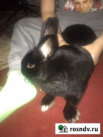 Декоративные кролики Волгоград - изображение 1