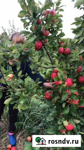 Яблоневый сад 20 га и ягодник смородины 10 га Полесск - изображение 1