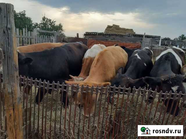 Продаю телят 6 телок 4 бычков Красноармейск - изображение 1