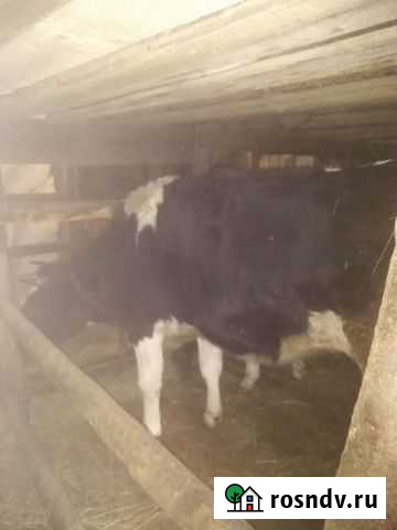 Тёлка Муром - изображение 1