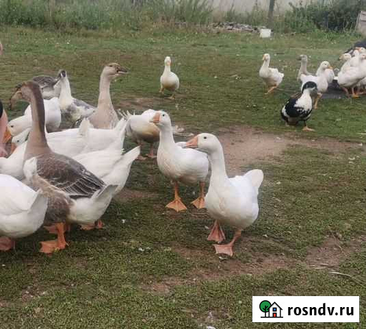 Мясо гуся Озерный - изображение 1