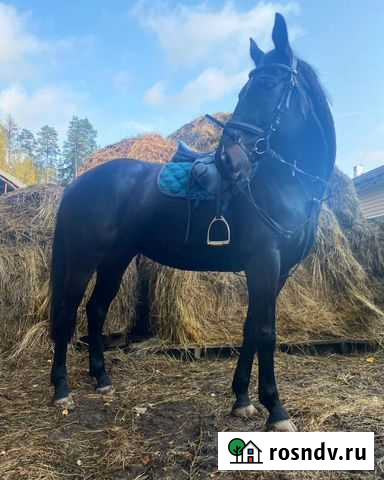 Обучение верховой езде в крытом манеже Фокино - изображение 1