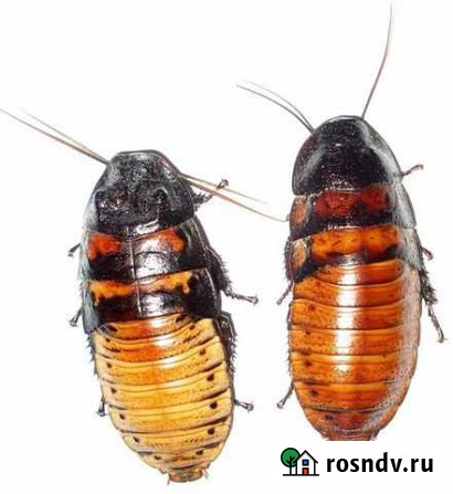 Мадагаскарские тараканы шипящие Санкт-Петербург - изображение 1
