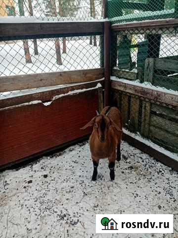 Козочка нубийская 3 месяца Красноярка - изображение 1