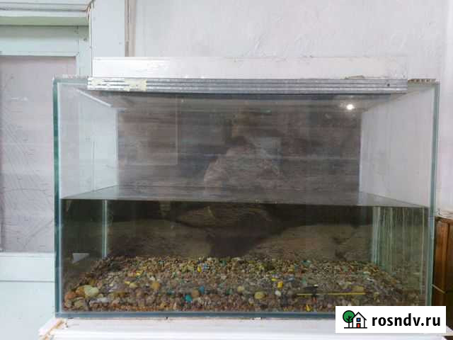 Аквариумы, клетки Змеиногорск - изображение 1