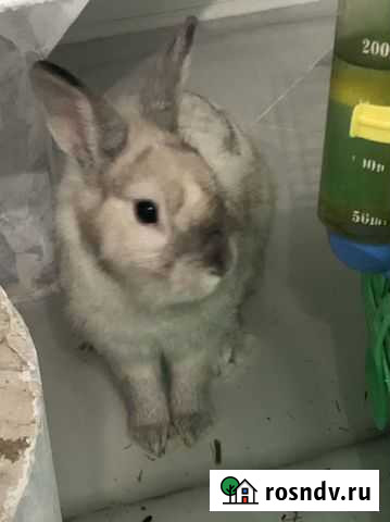 Декоративные карликовые кролики Краснодар - изображение 1