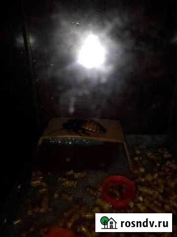 Мадагаскарский таракан шипящий стерариумомсрочно Москва - изображение 1