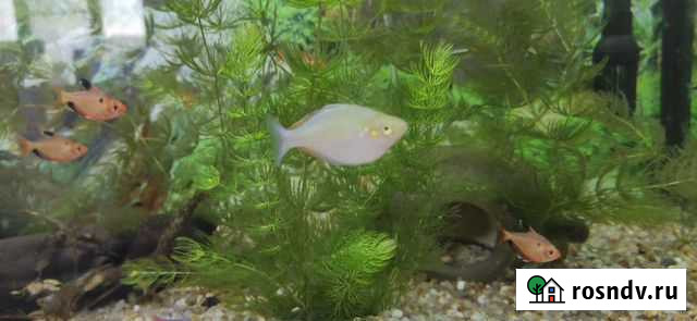 Рыба Тольятти - изображение 1