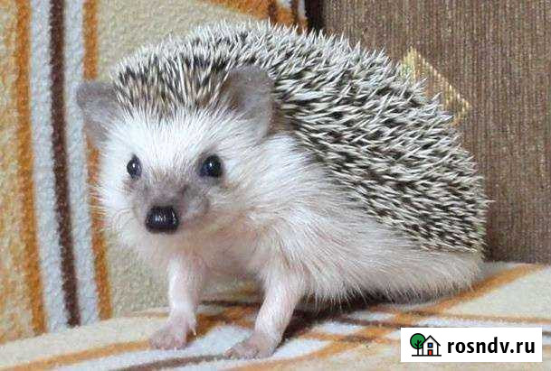 Ёжик девочка и приданное Саратов - изображение 1