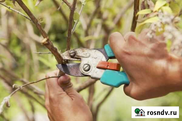 Обрезка деревьев(профессиональная) Моршанск - изображение 1