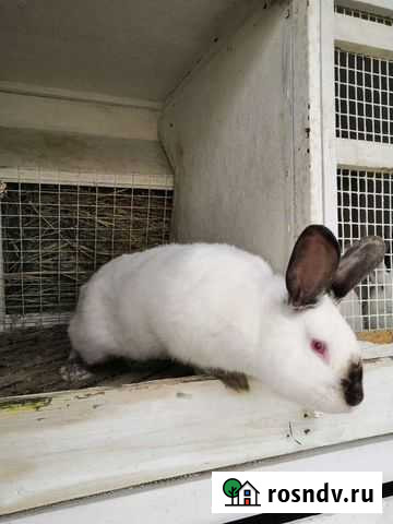 Кролик Хомутово - изображение 1