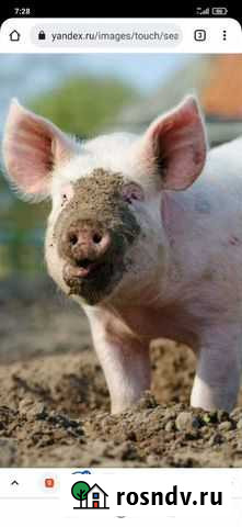 Хряк - голова свиньи Ачинск - изображение 1