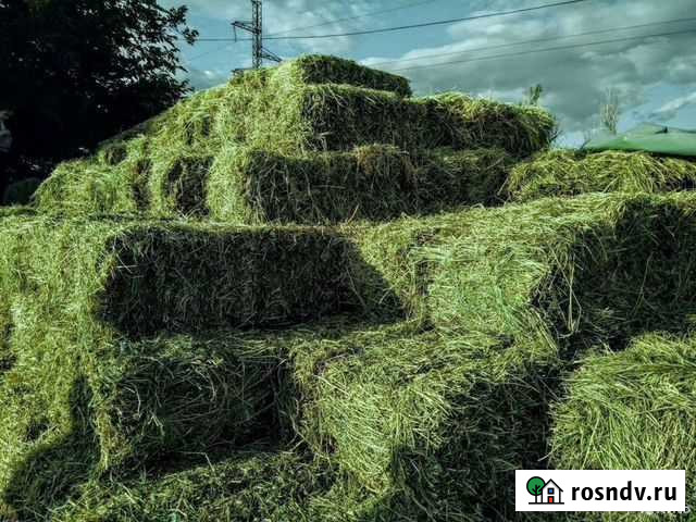 Сено люцерны в тюках Джанкой - изображение 1