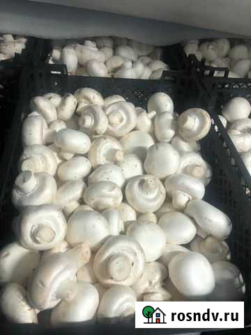 Шампиньоны Волгодонск - изображение 1