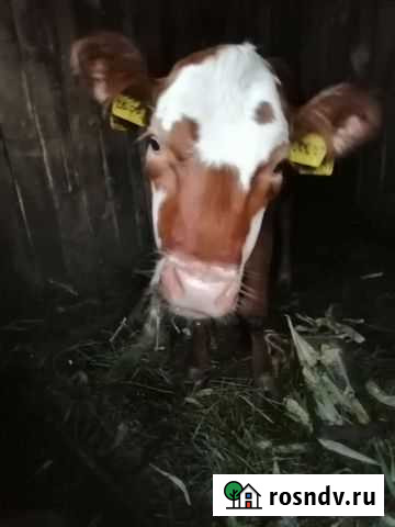 Корова телка Рязань - изображение 1
