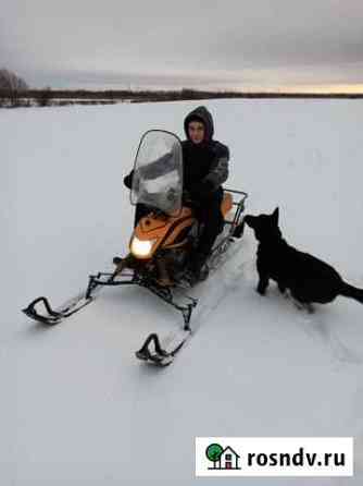 Снегоход Dingo Т 125 Архангельск