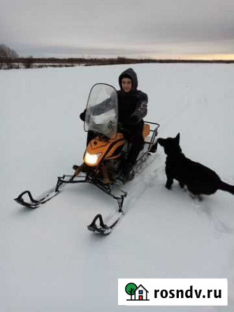 Снегоход Dingo Т 125 Архангельск - изображение 1