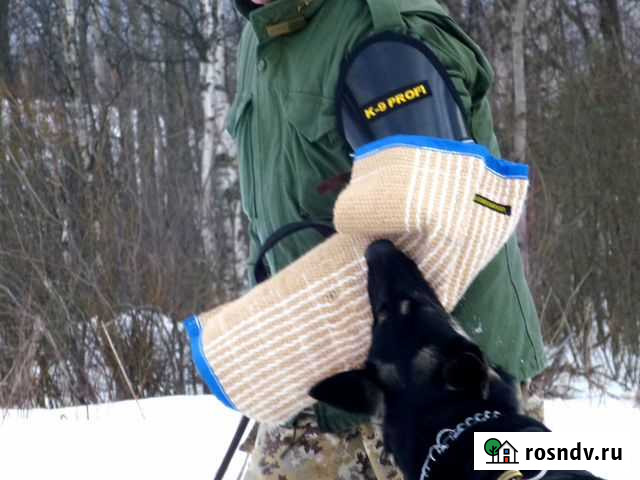Дрессировка собак (Окд, Зкс ) Групповые занятия Кировск - изображение 1