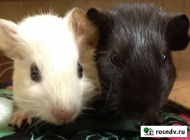 Малыши свинки мальчики на подарочки Хабаровск - изображение 1