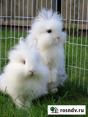 Продам декоративного кролика Чита - изображение 1