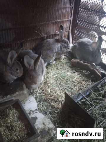 Самки 3,5 мес Ладожская - изображение 1