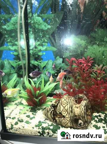 Аквариум с тумбой Саяногорск - изображение 1