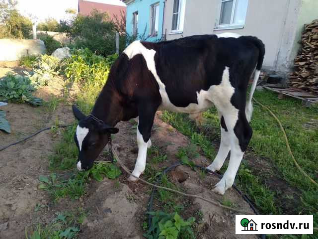 Бычек Радужный - изображение 1