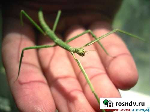 Палочники Санкт-Петербург - изображение 1