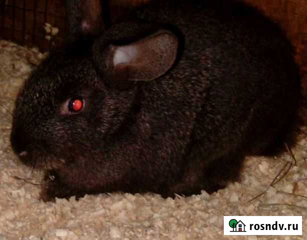 Кролики Карачев - изображение 1