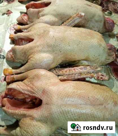 Продам мясо гусей Кизилюрт - изображение 1