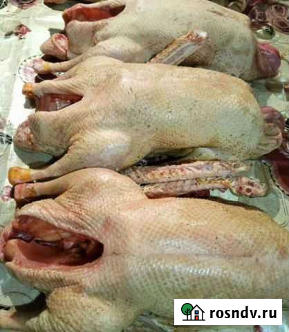 Продам мясо гусей Кизилюрт - изображение 1