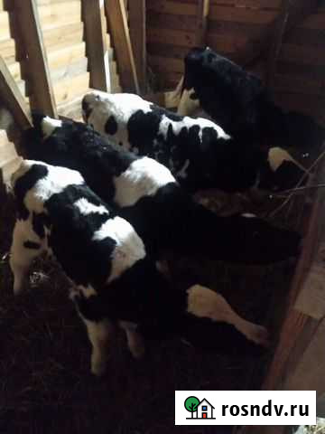 Бычки и быки Краснозаводск - изображение 1