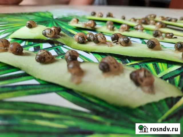 Улитята ахатина Ижевск - изображение 1