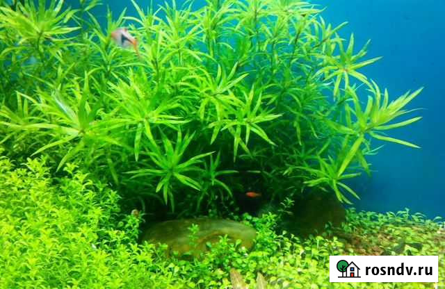 Наяс Травянистый - аквариумное растение Пушкино - изображение 1