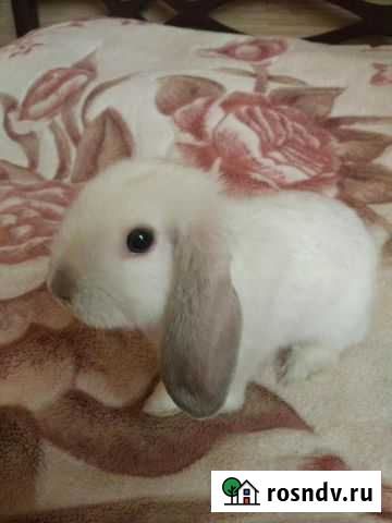 Декоративный карликовый крольчонок вислоухий баран Воронеж - изображение 1