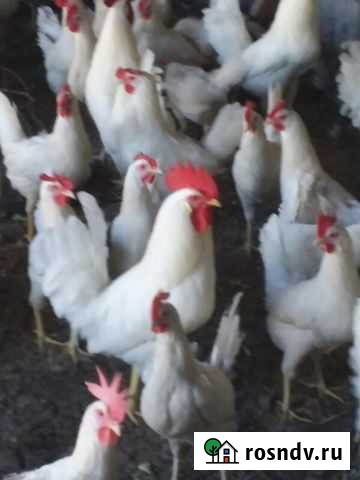Петухи и куры, легорн и адлеровская серебристая Шахты - изображение 1