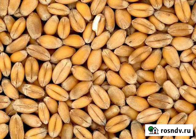 Пшеница Арзгир - изображение 1