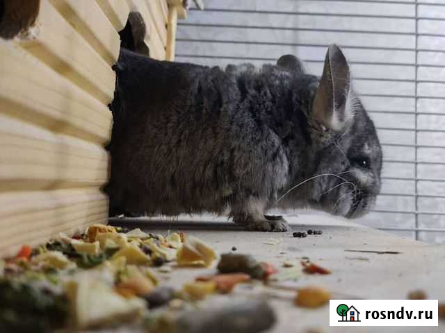 Шиншилла Емва - изображение 1