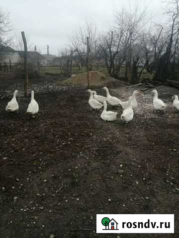 Гуси Солдатская - изображение 1
